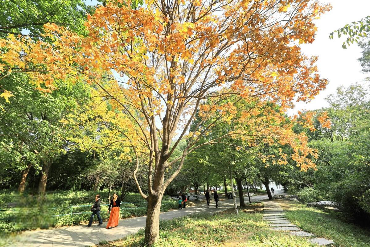 紫竹院公园秋天图片图片