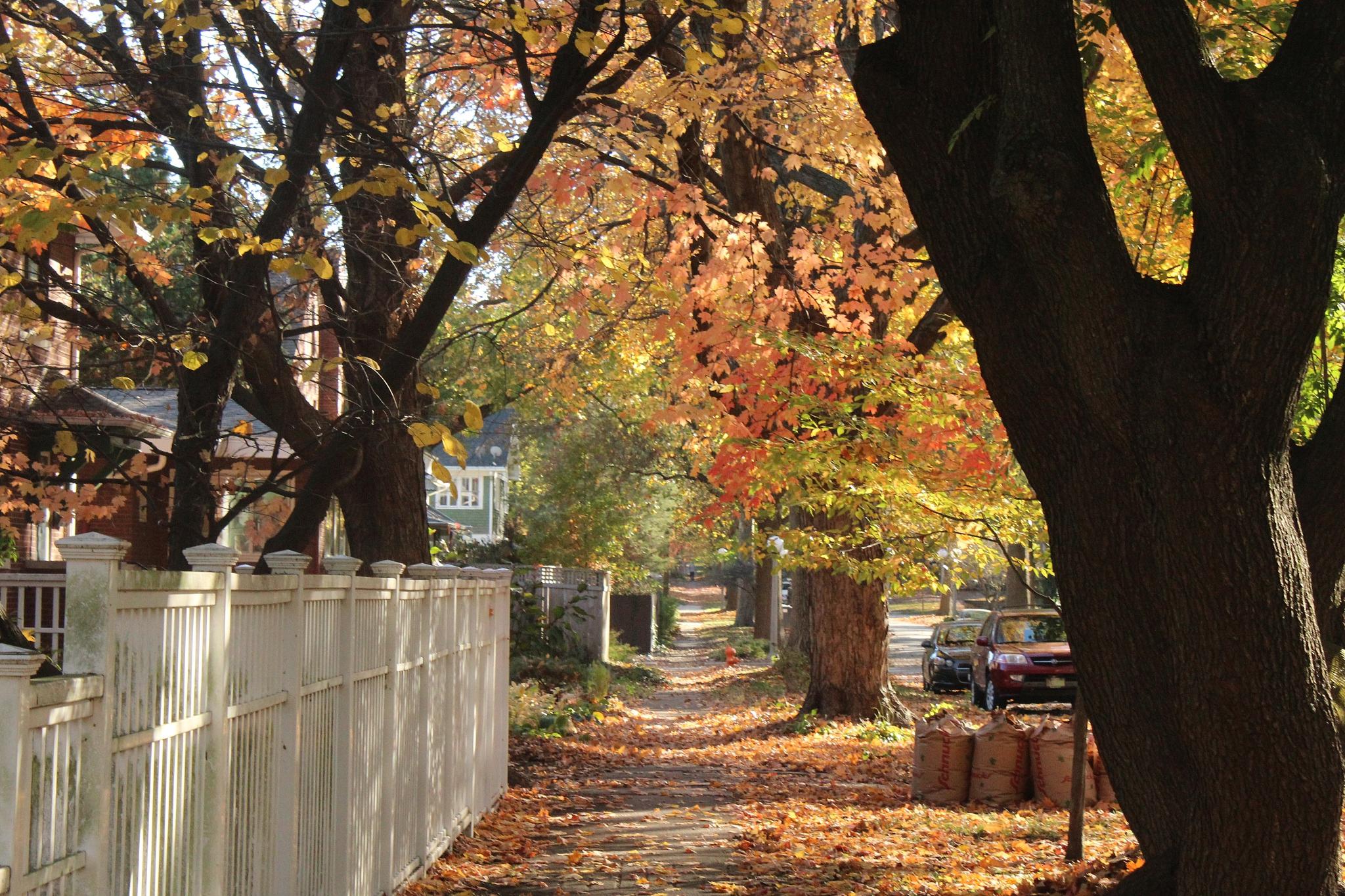 让秋天更美好,留在城市 秋天是一个美丽的季节,它