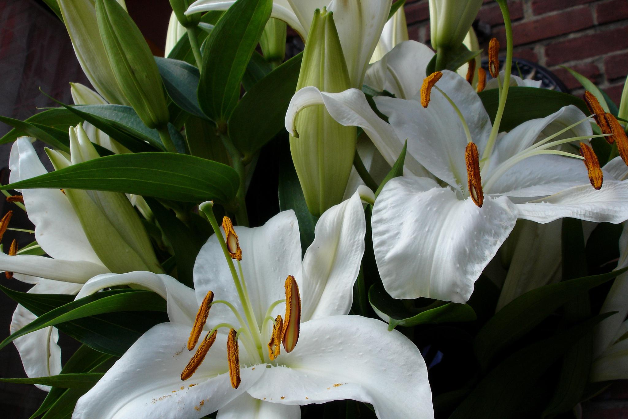 百合花凋谢后的处理方法 百合花是一种非常美丽的花卉,其花朵大而鲜艳