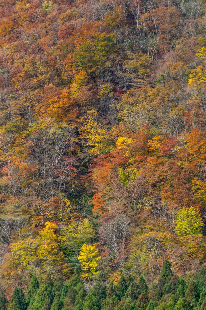 子午岭秋季的美景 中国的黄土高原,横跨多个省份,是中华民族古老文明