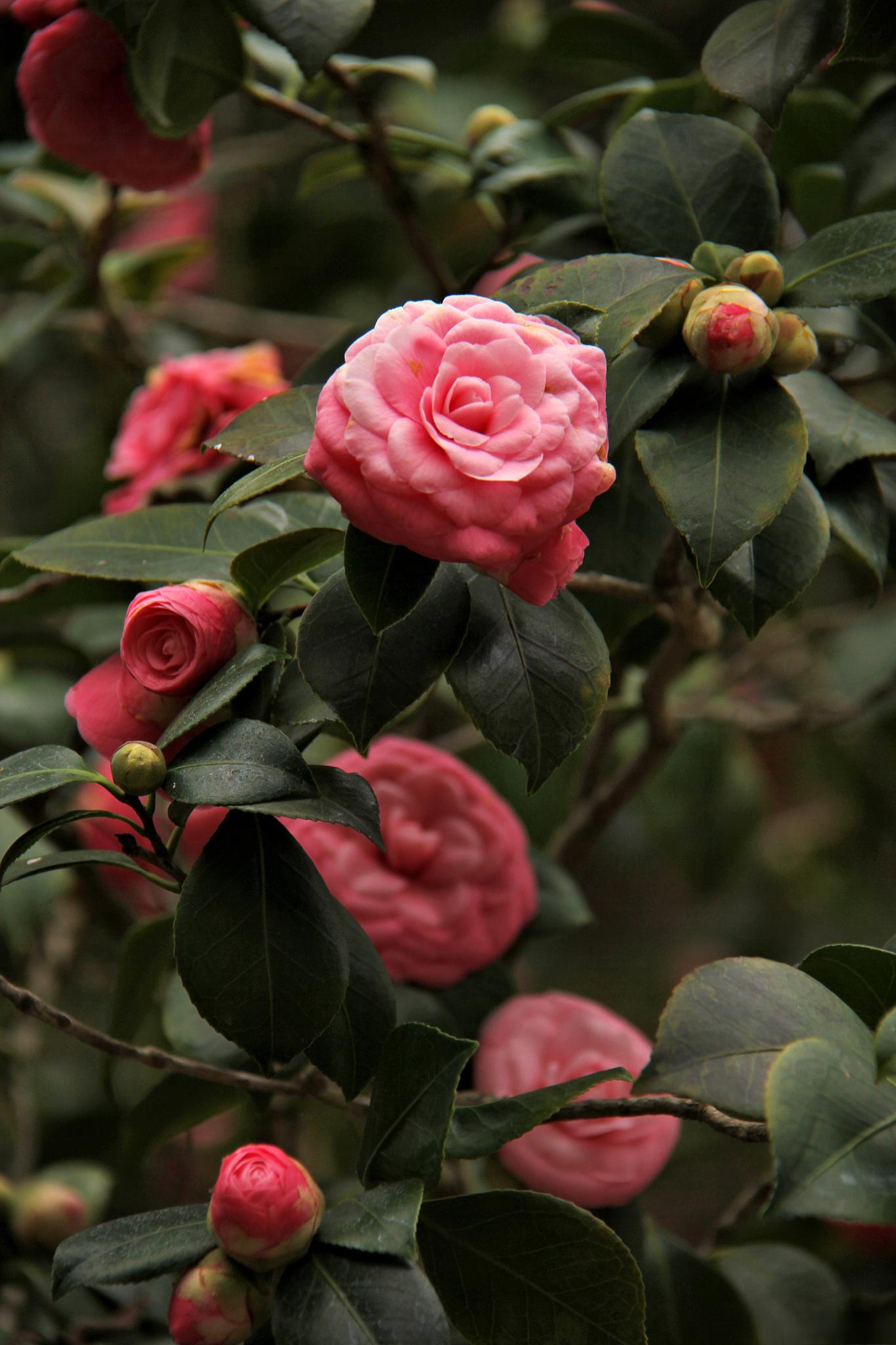 茶花的样子图片