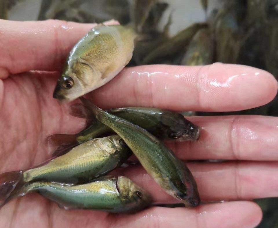 青海湖裸鲤:珍贵宝藏 青海湖裸鲤是青海湖特有的鱼类,是一个生态奇观