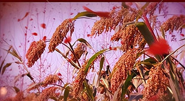 张艺谋的高粱地 张艺谋为了拍摄电影《红高粱》,借了4万元请当地农民
