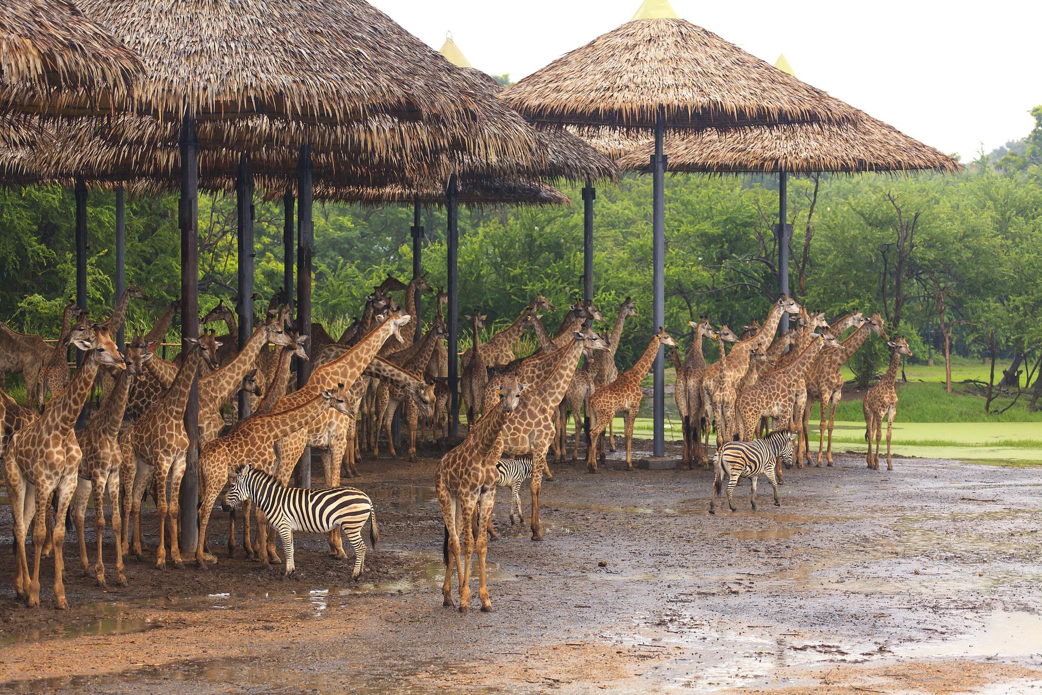 北戴河野生动物园之旅 北戴河,位于中国河北省,是一个著名的海滨度假