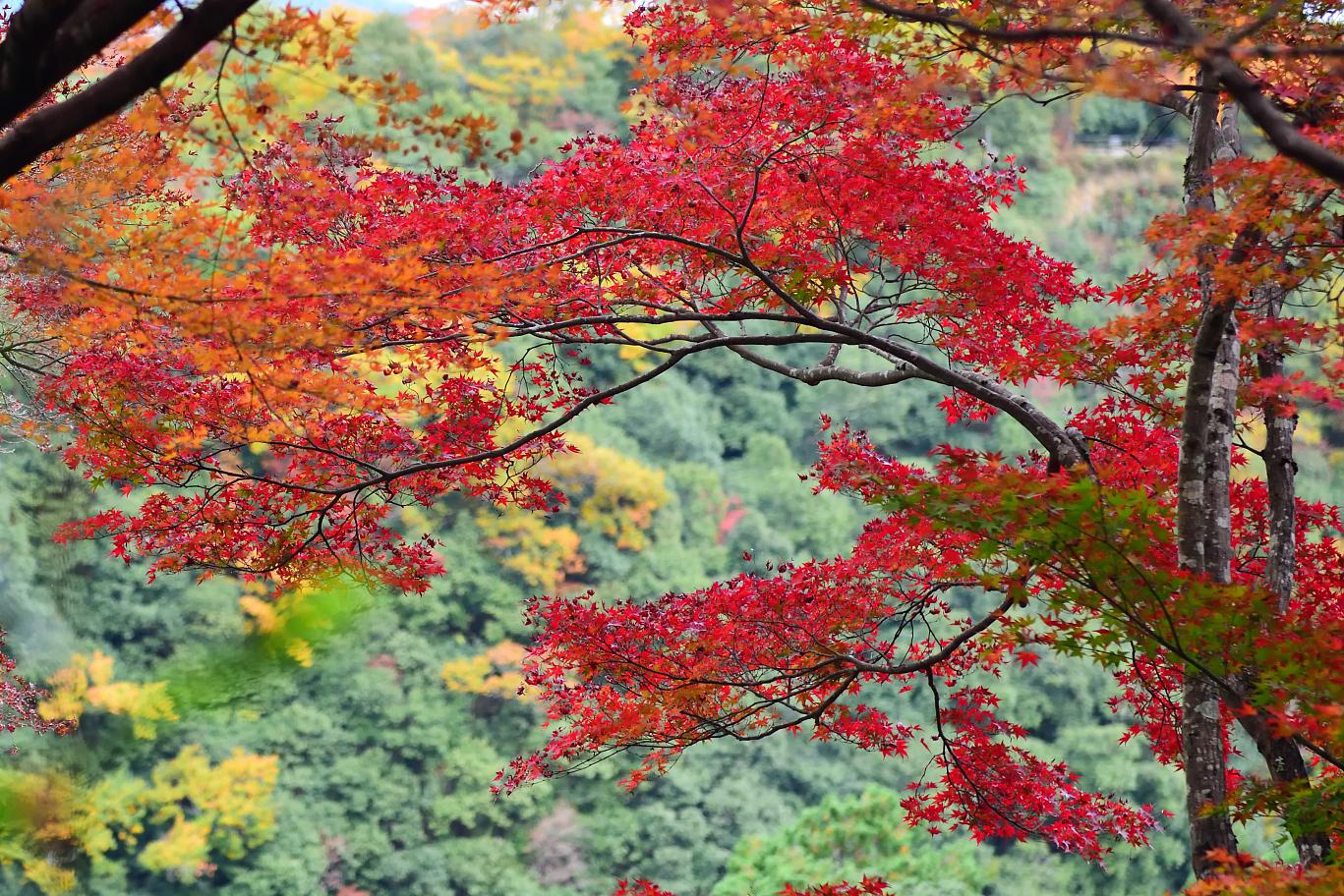 从化石门国家森林公园:观赏红叶枫的绝佳之地 位于广州市从化温泉镇的