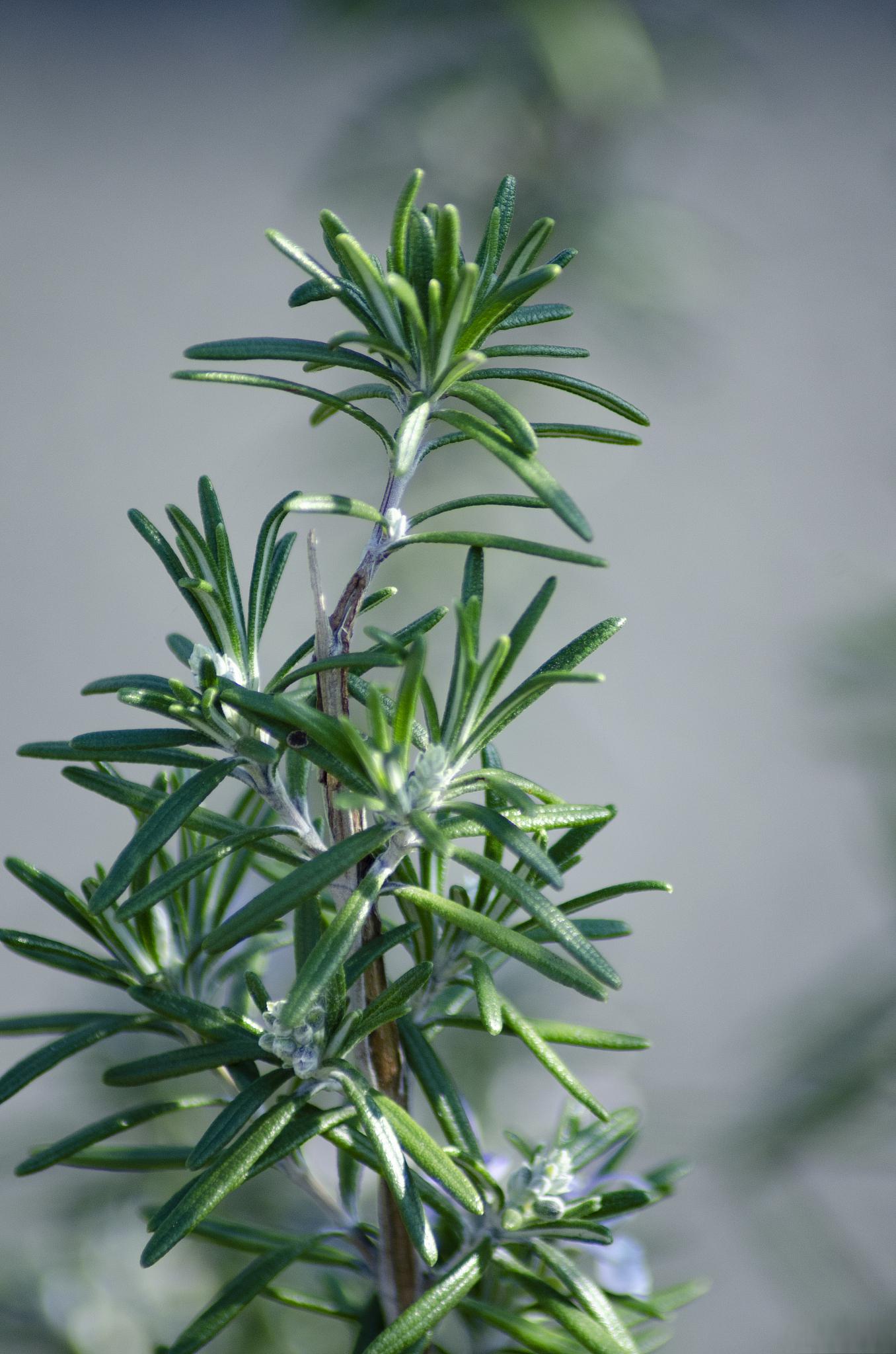 常见的香草植物图片