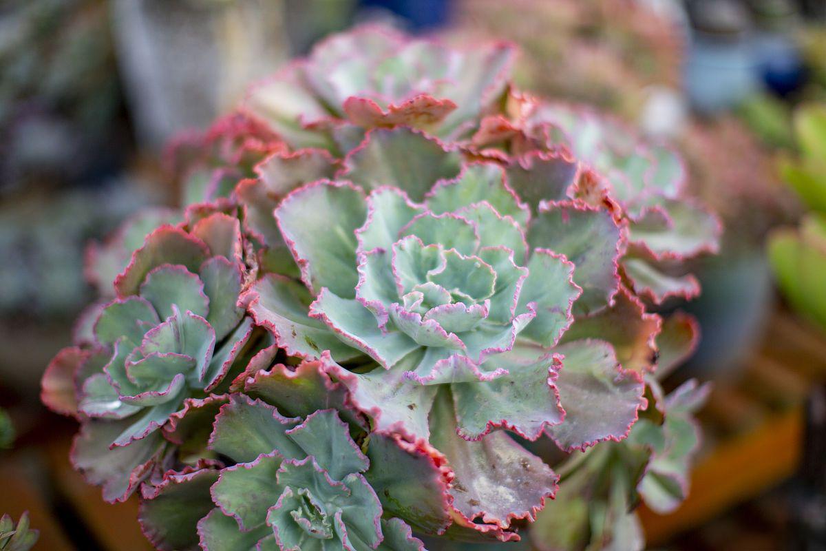 惊鸿仙子多肉养护技巧 惊鸿仙子多肉是一种美丽而受欢迎的多肉植物,其