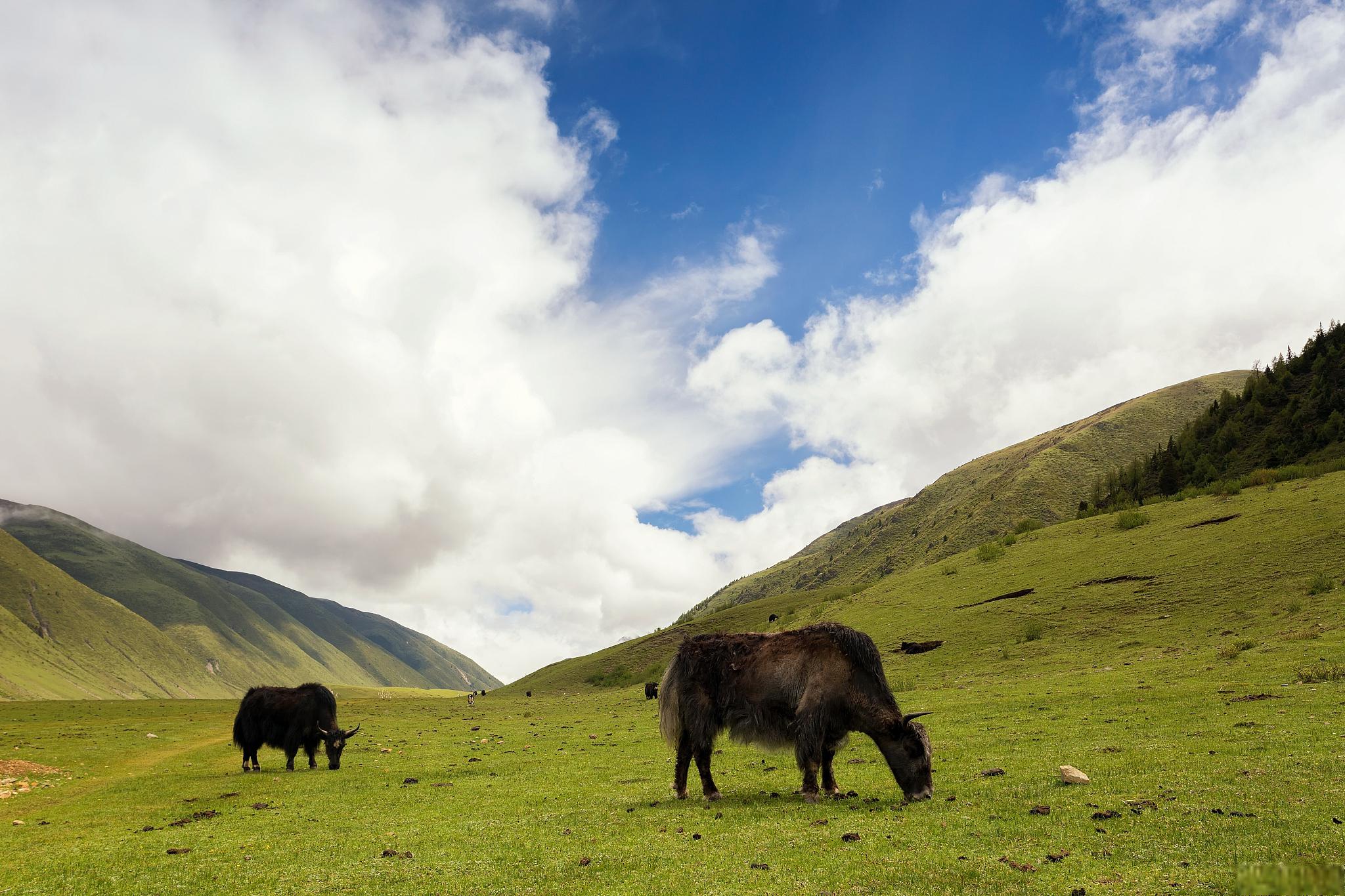 茂县旅游景点介绍 茂县,位于中国四川省阿坝藏族羌族自治州,是一个
