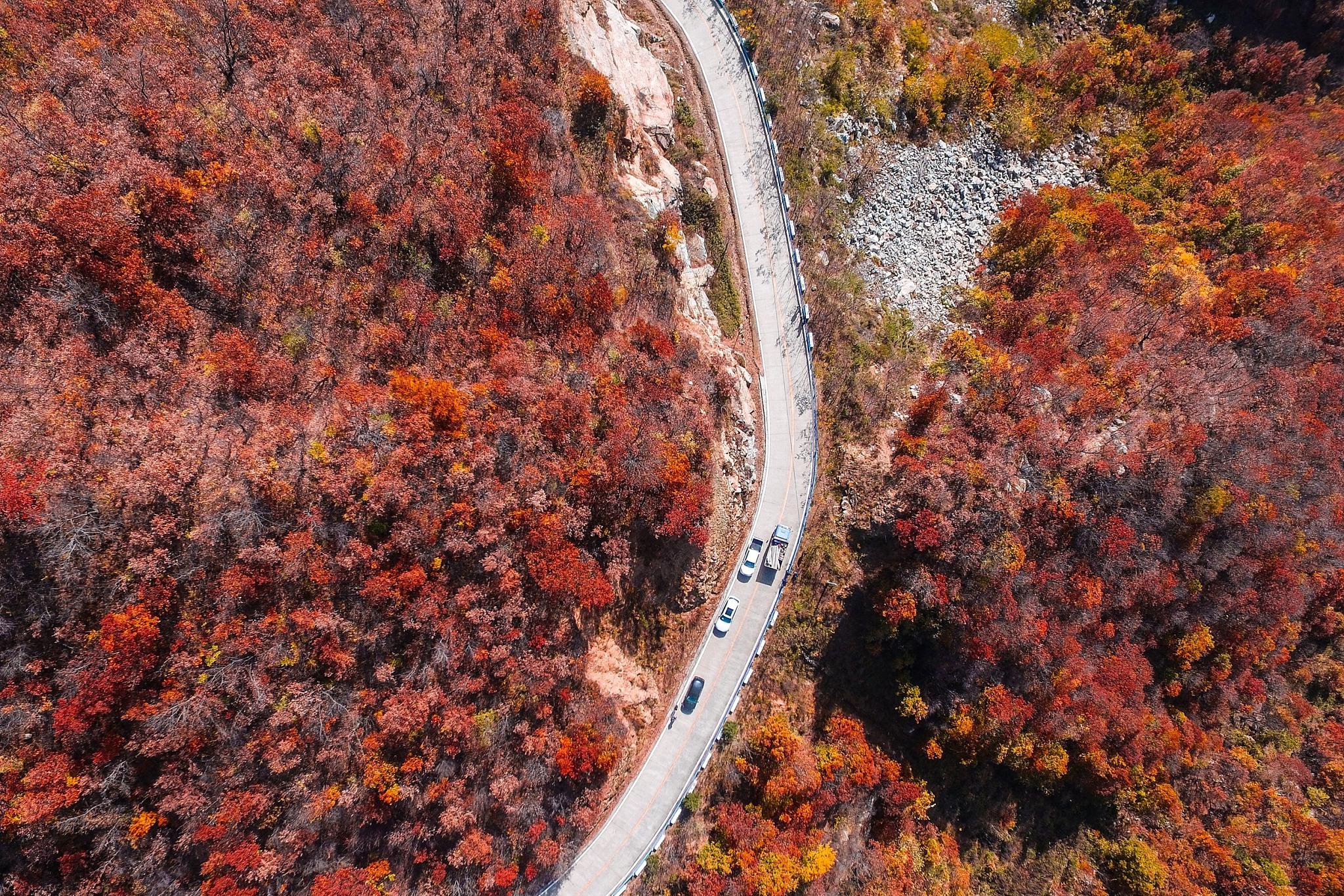 天龙山网红公路:金秋红叶的视觉盛宴 秋天是观赏红叶的季节,而在众多