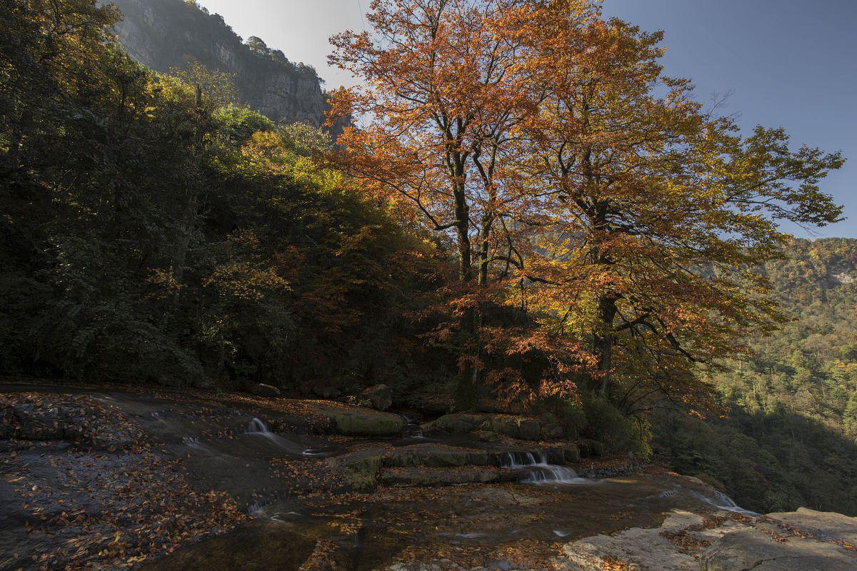 秋天的昭通市彝良县小草坝 五齿枫林的异彩与彩色的水流在昭通市彝良