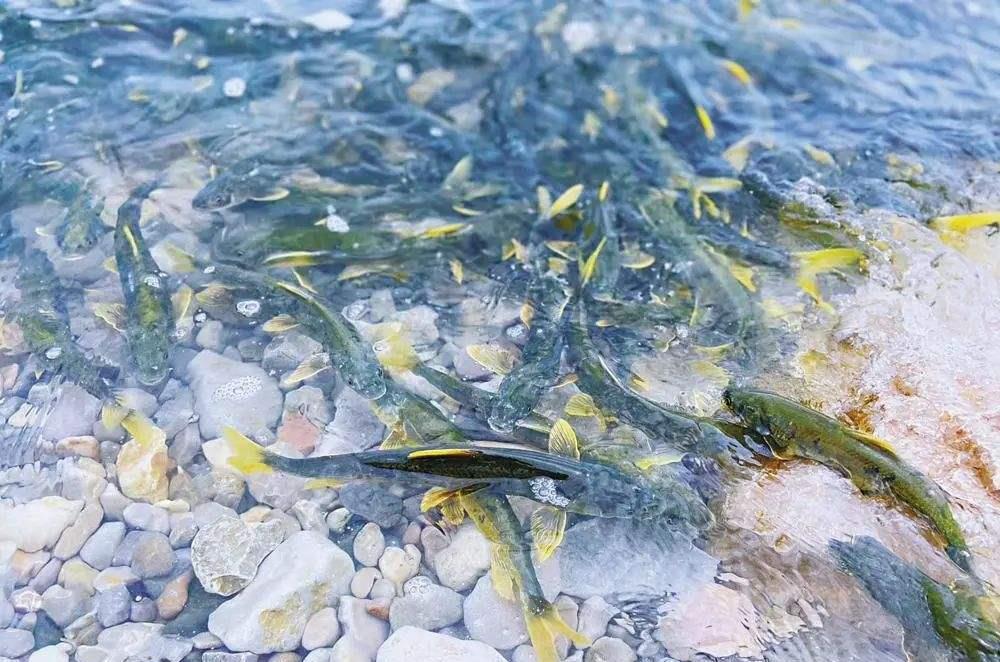 一个生态奇观的背后 青海湖裸鲤是一种只生活在青海湖中的鲤鱼,它们