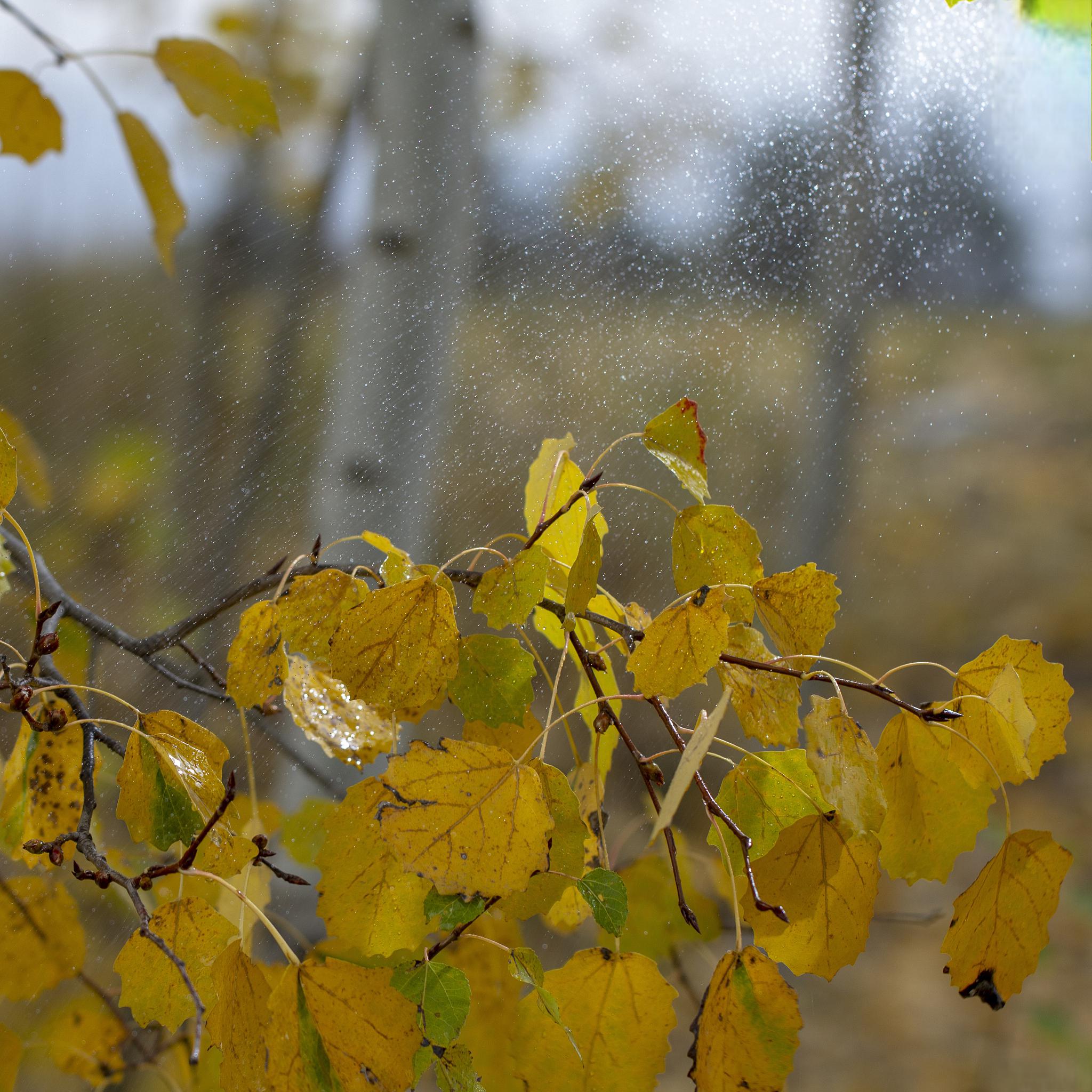 秋天的美丽和特色 在这个季节,秋风习习,秋雨绵绵,大自然呈现出一种