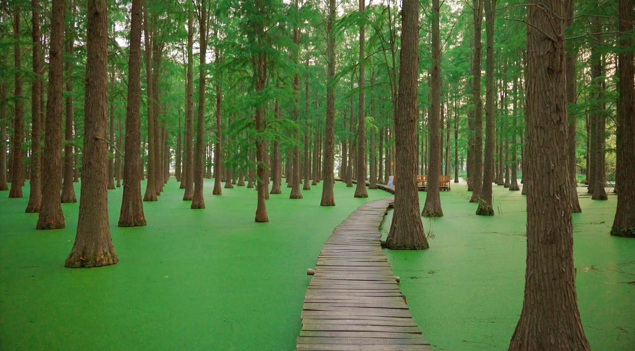扬州渌洋湖湿地公园 扬州渌洋湖湿地公园位于扬州市广陵区,距离扬州