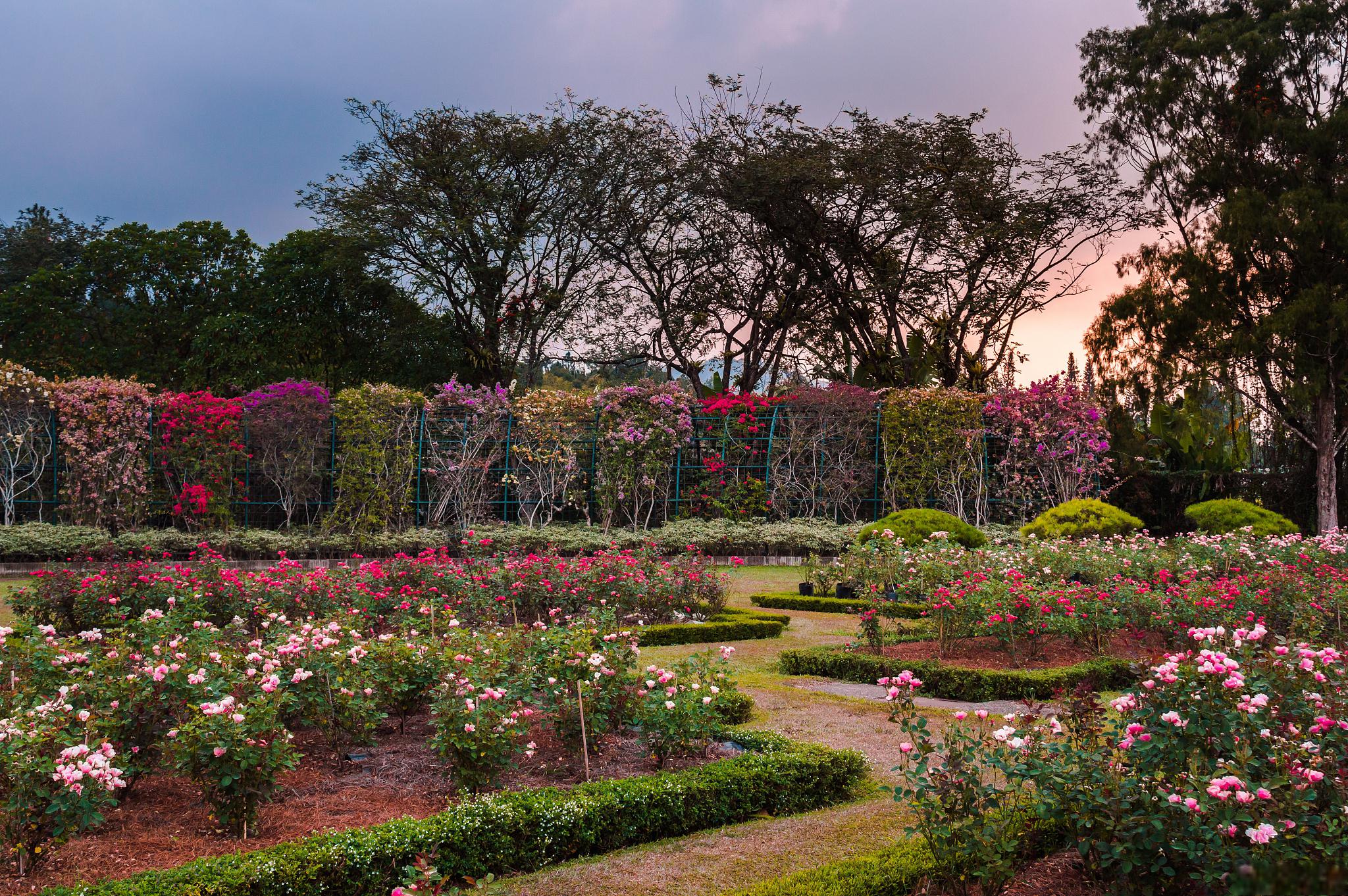 梦幻香山芳香文化园 这个园区以.@小羊话三农的动态