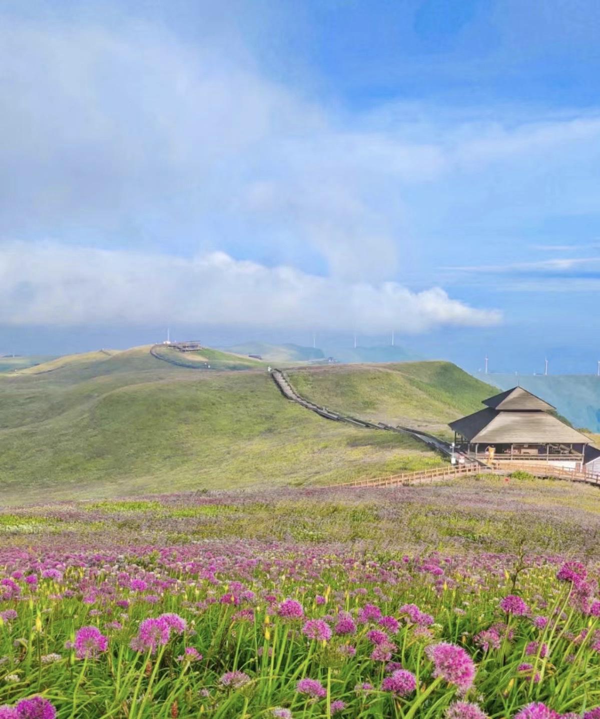 如今,世界上最大的野生韭菜坪——阿西里西韭菜坪绽放美丽的花朵了!