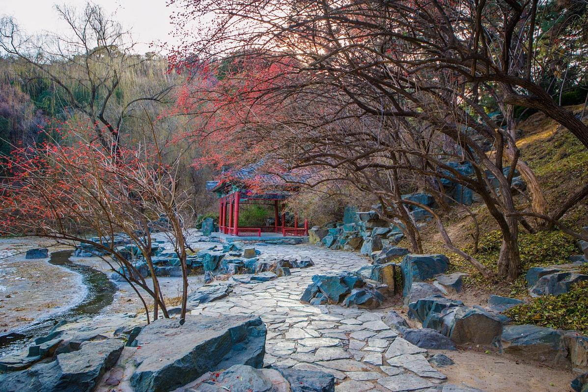 北京香山公园秋天的美景 在中国的首都北京,有一个名为香山公园的地方