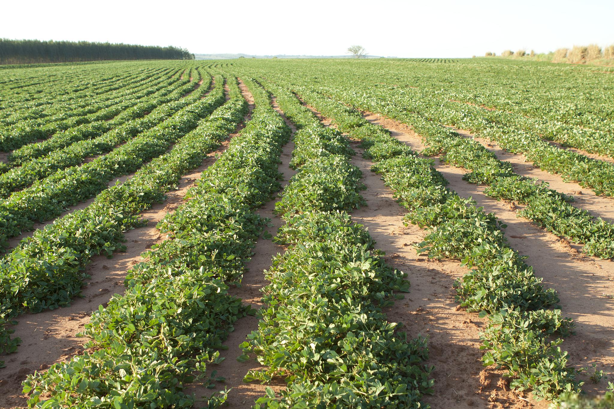 花生控旺的方法和技巧 花生控旺的最佳时期是在花生花期的早期进行控
