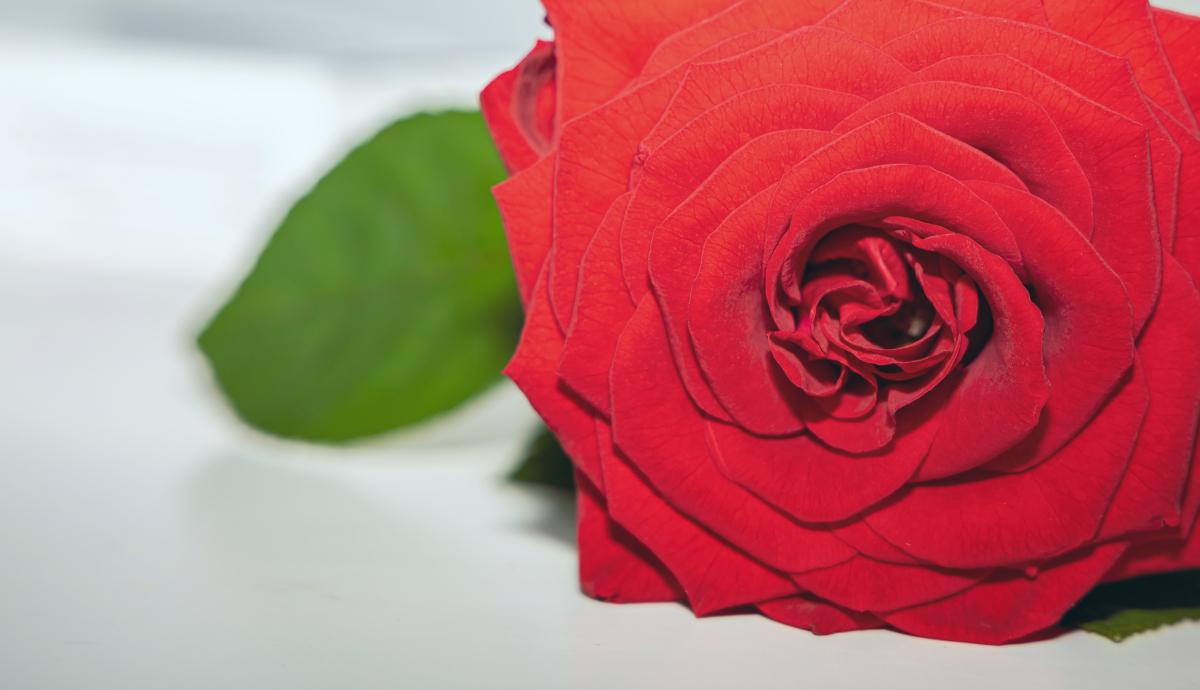 山地玫瑰怎样养能变红 山地玫瑰是一种生长在高海拔地区的玫瑰花品种