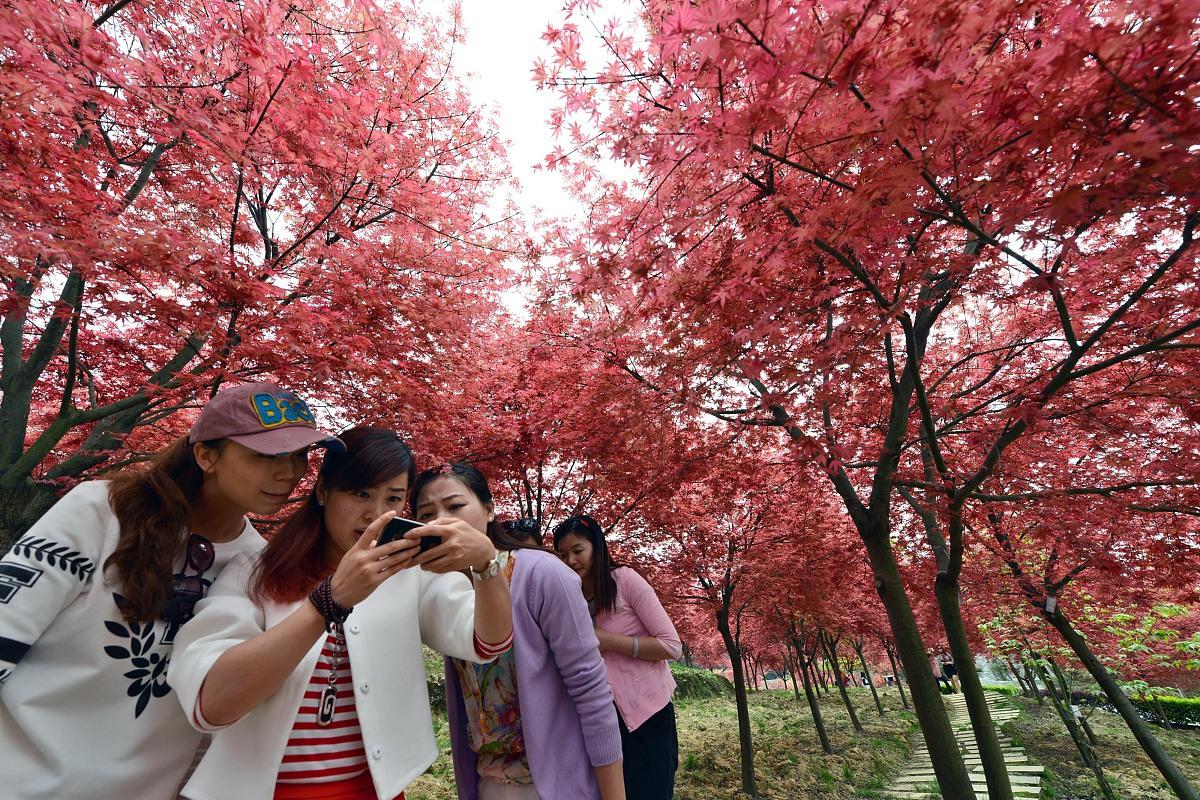 隐藏着一片绝美的红枫林,它是郴州地区最大的枫叶群,拥有近百亩的壮观