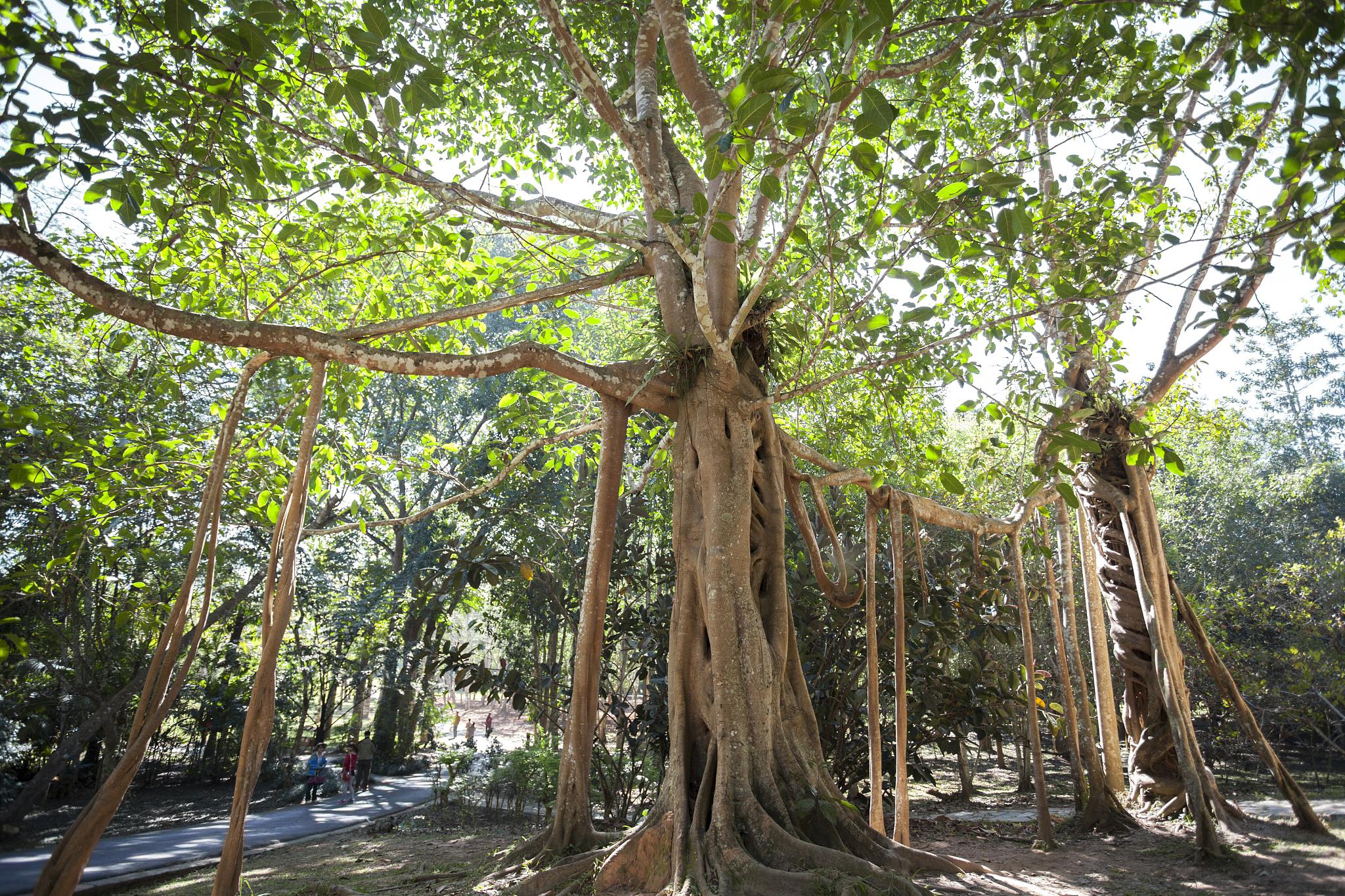 榕树养护方法 榕树是一种比较常见的观叶植物,为什么榕树这么受欢迎呢