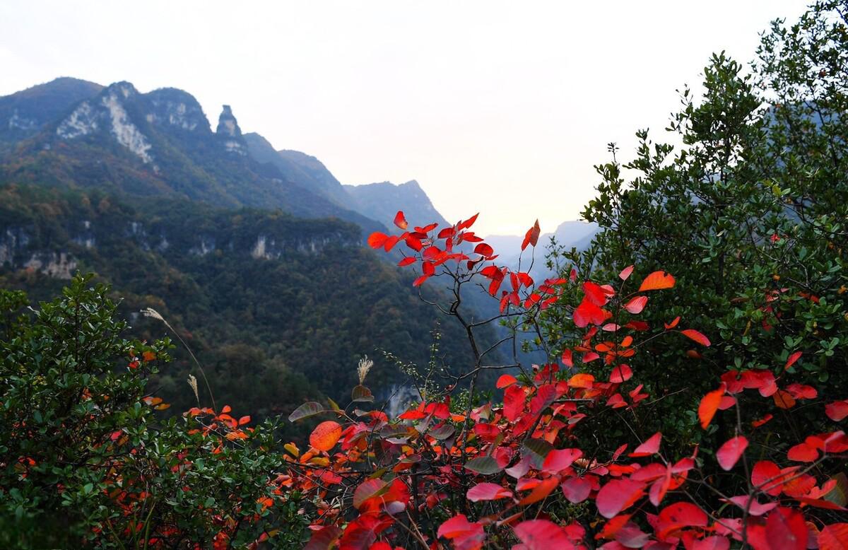 湖北襄阳保康县九路寨,秋季红叶胜景 近日,湖北襄阳市保康县九路寨