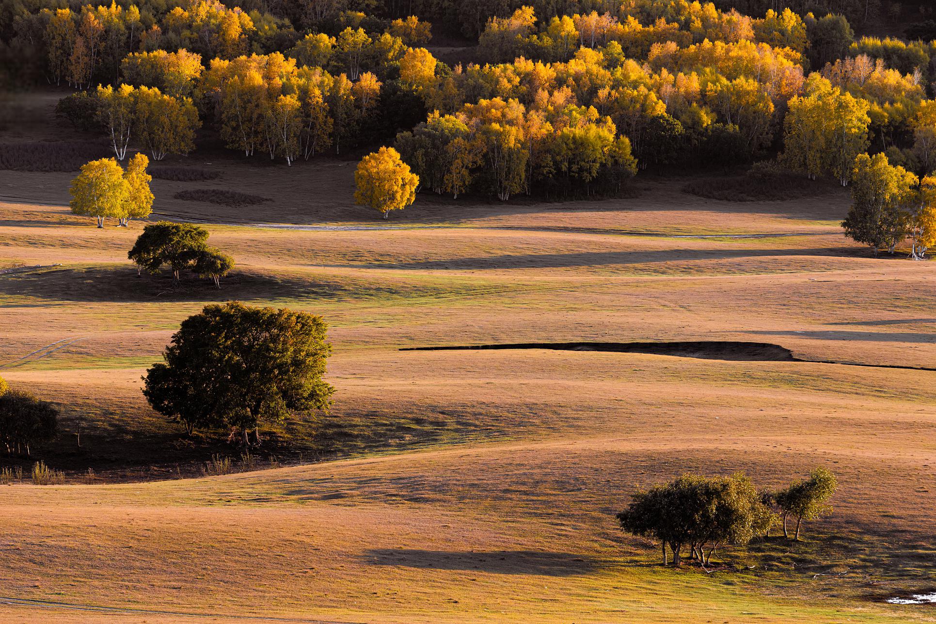 秋天的青海:金黄与美丽的交织 当夏日的热烈过去,青海便在秋天的温柔