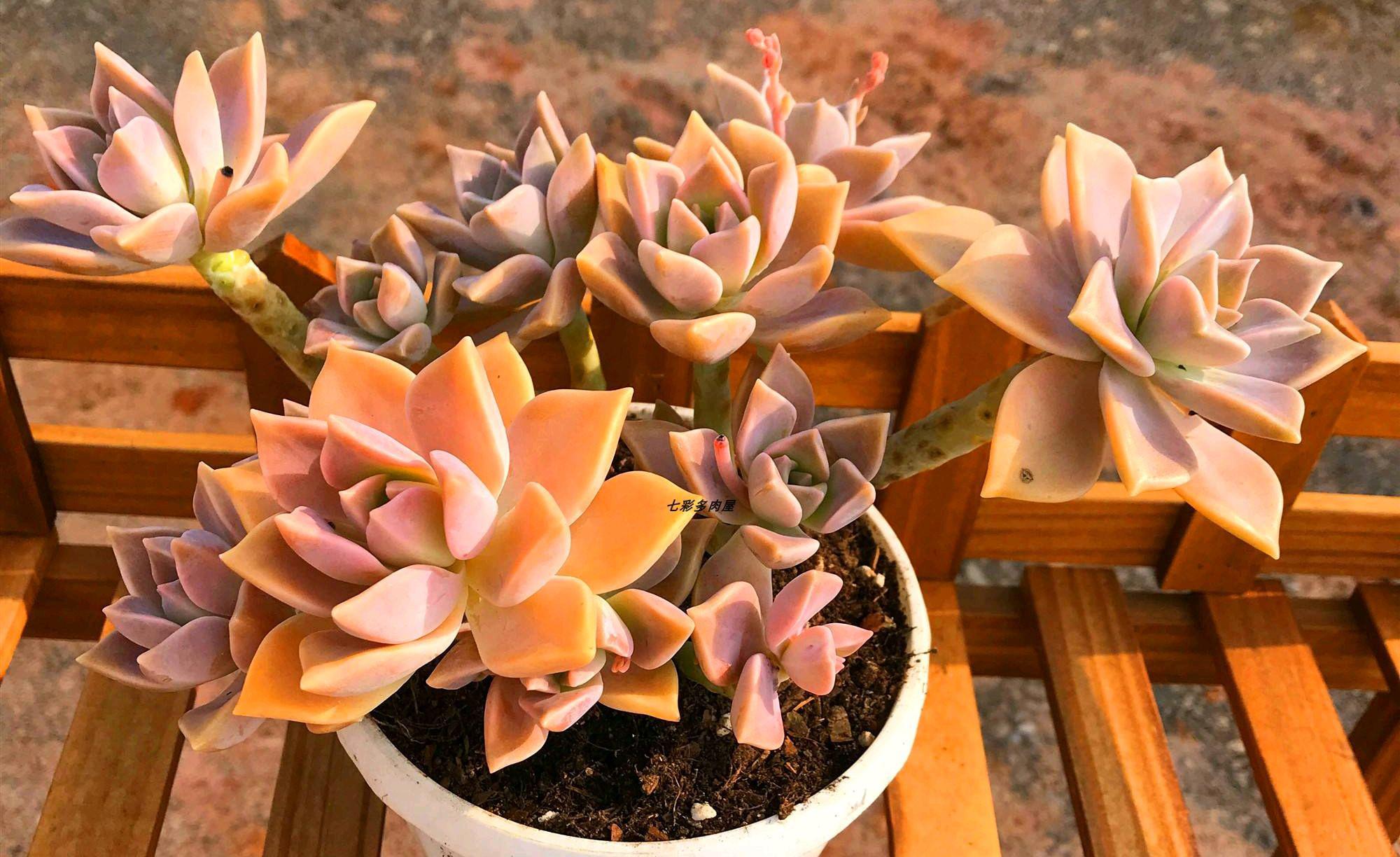 多肉胧月的养护方法 多肉胧月作为一种小巧可爱的多肉植物,备受喜爱.