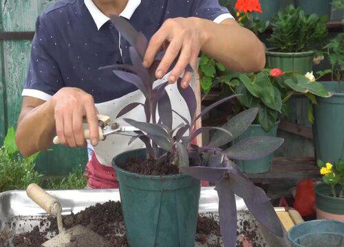 春天修剪栀子花的技巧 春天是万物生长的季节,随着温度的回升,各种