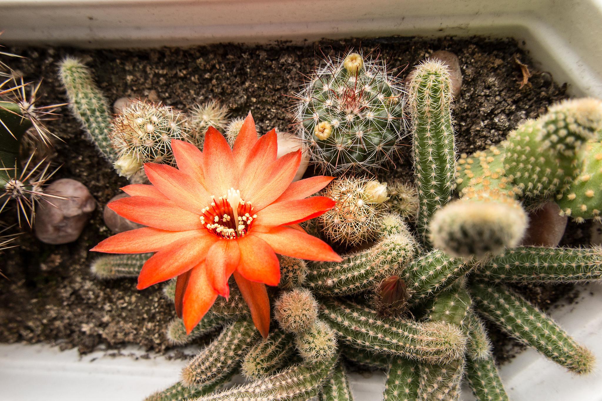 绯牡丹仙人球养护技巧 绯牡丹仙人球是一种多肉植物,具有美丽的花朵和