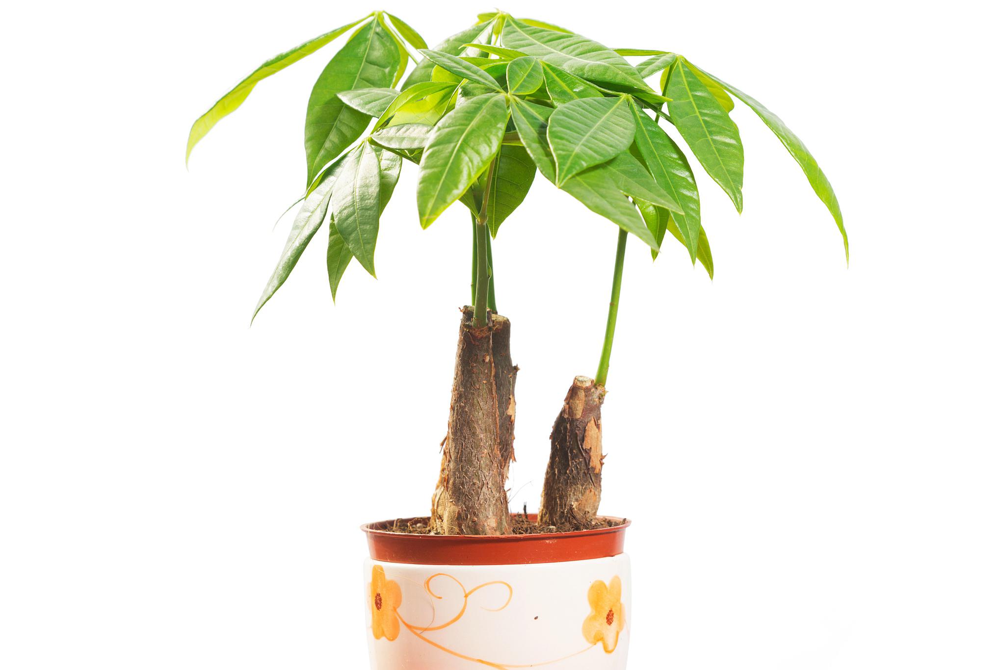 发财树晒太阳的正确方法 发财树是一种耐旱,喜阳光的多肉植物.