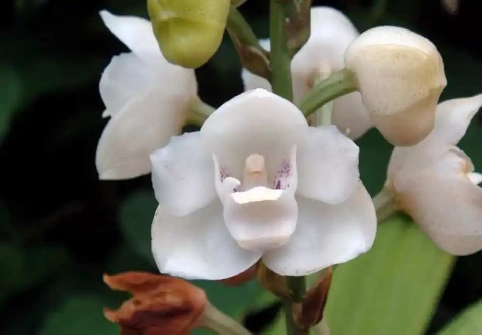 鸽子兰的养护方法 鸽子兰是一种热带兰花,以其高贵典雅的花姿和独特的