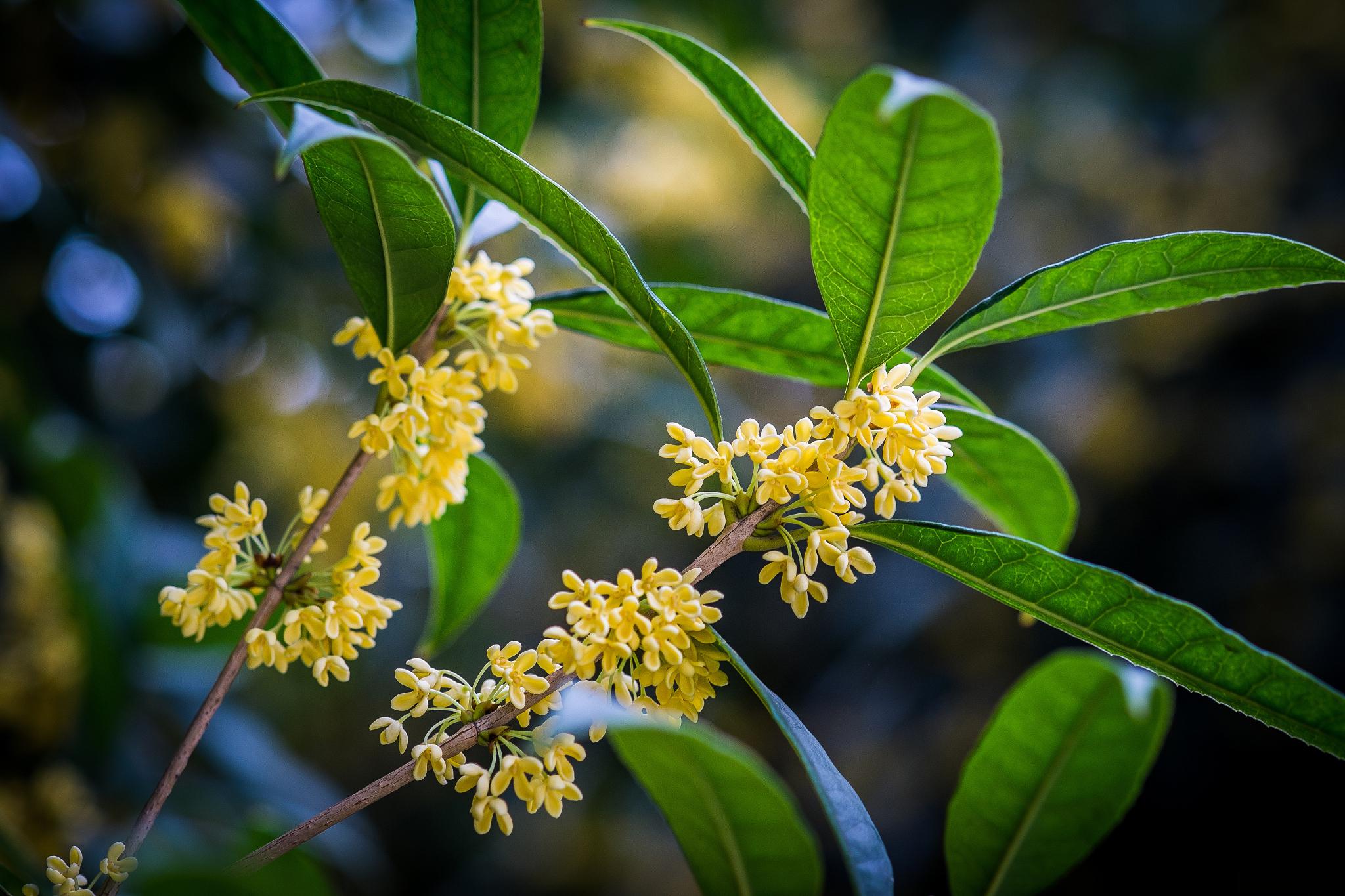 八月桂花养殖全攻略 八月桂花是一种常见的花卉,其养殖方法包括以下几