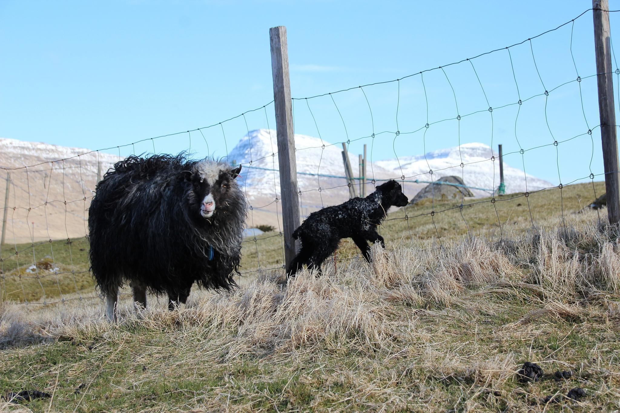 上万只蒙古野生黄羊跨越中蒙边境:法律保护与生态繁荣的象征 近日,数
