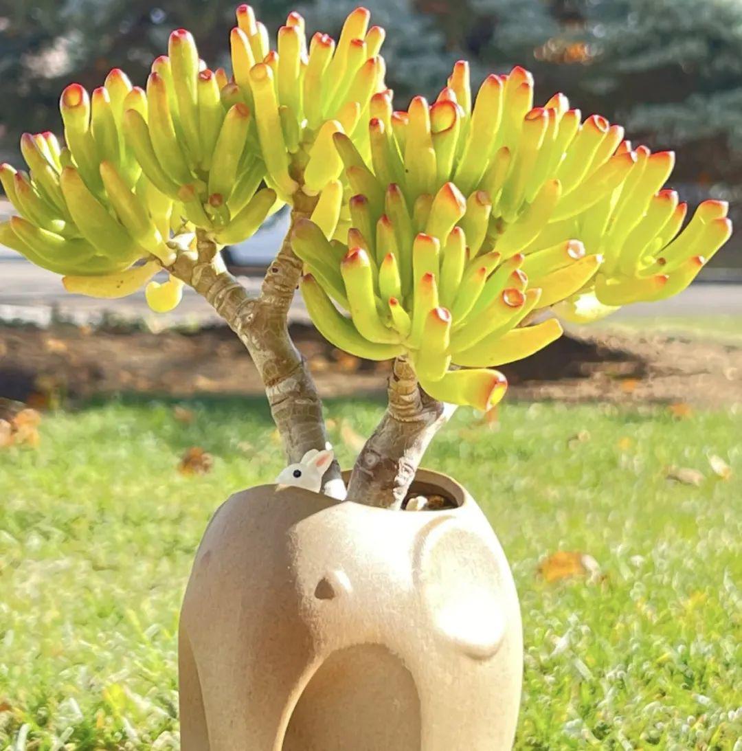 5种招财花,没钱更要养,花好看,财运旺!