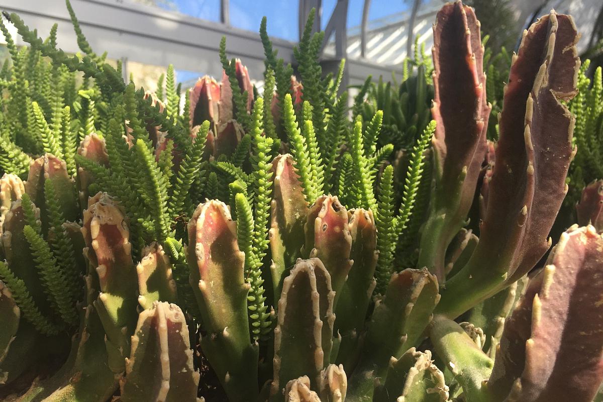 量天尺养殖方法和注意事项 量天尺,又名仙人掌,仙人球,是一种常见的