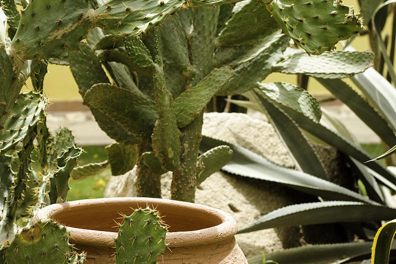 量天尺养殖方法和注意事项 量天尺,又名仙人掌,仙人球,是一种常见的