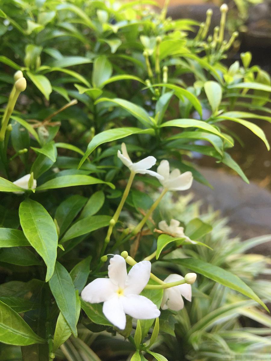 浓子茉莉养殖指南 朋友们,你们是否曾经想在家中养育一些绿意盎然的