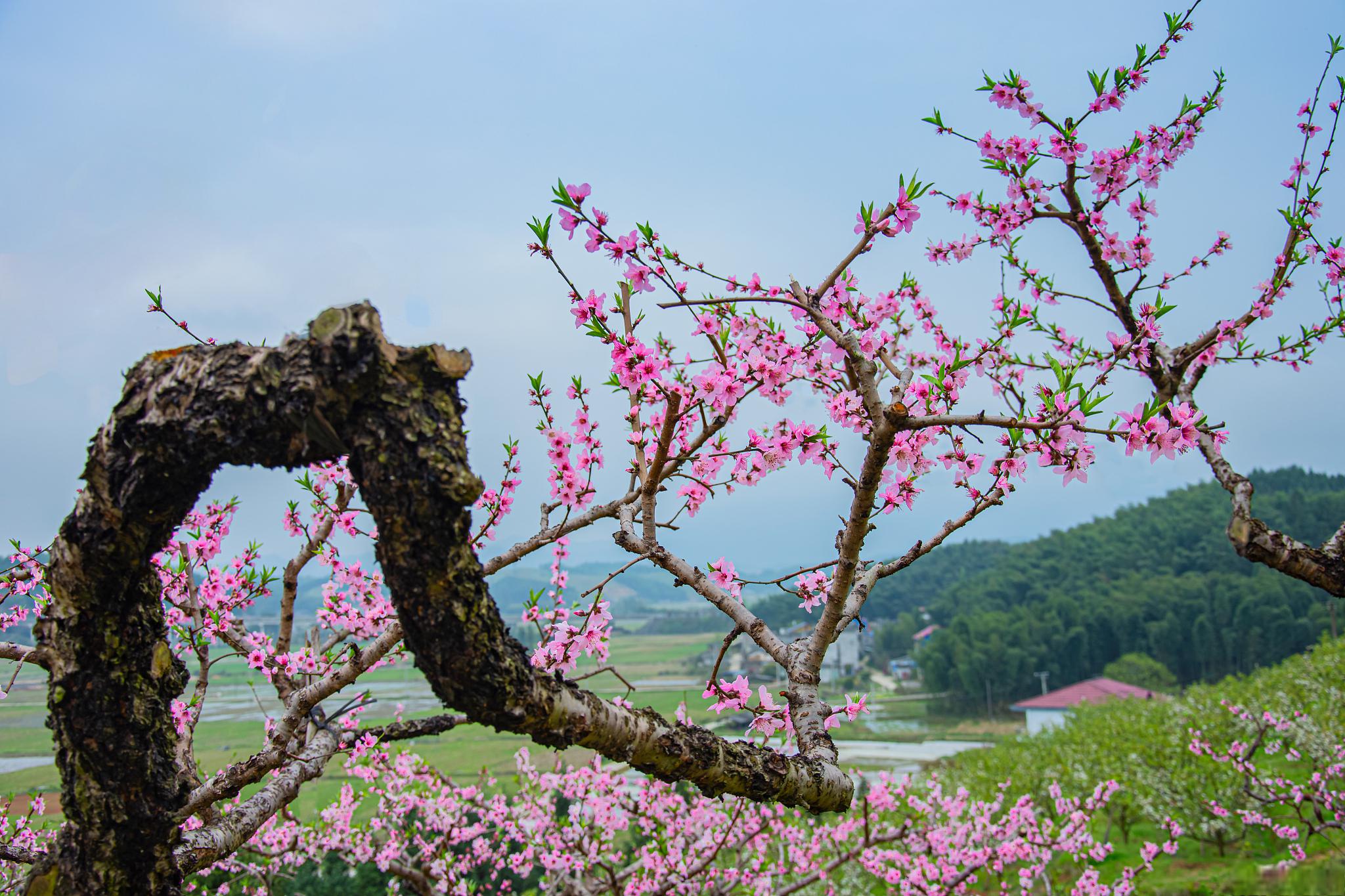 临沧桃花岛风景区图片图片