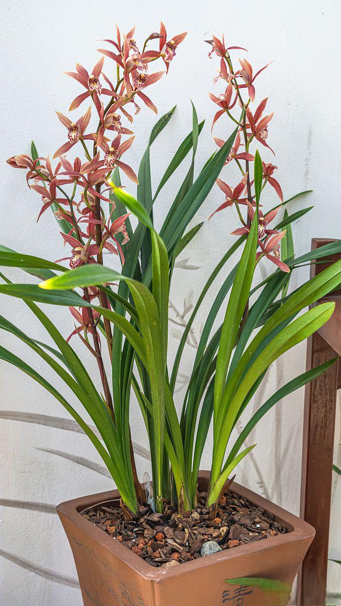 海南香兰盆景养护指南 海南香兰盆景是一种美丽的盆景植物,以其独特的