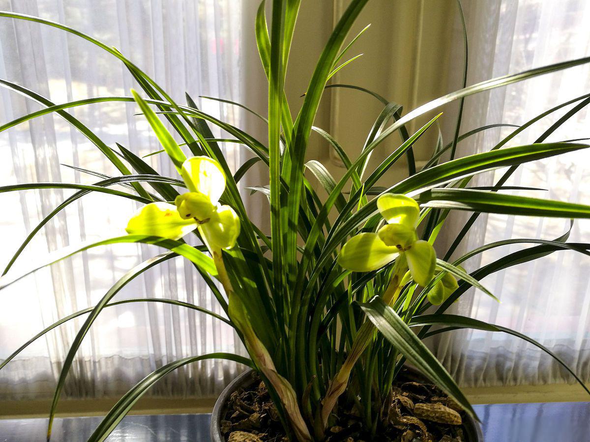 海南香兰盆景养护指南 海南香兰盆景是一种美丽的盆景植物,以其独特的