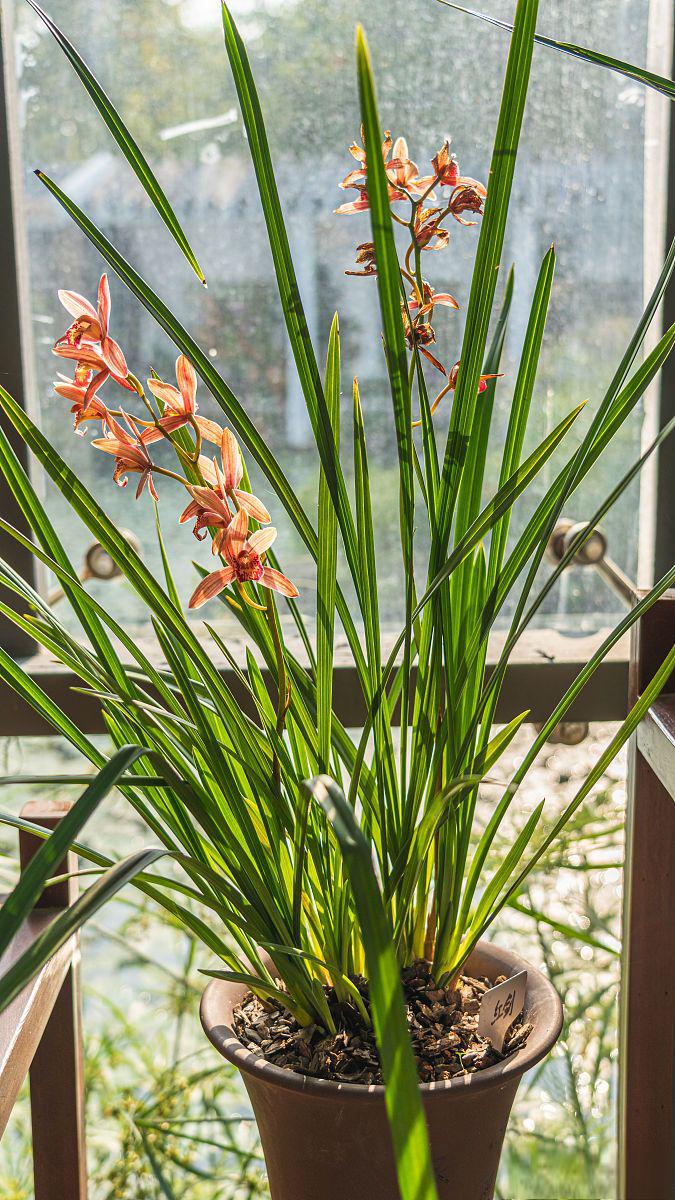 海南香兰盆景养护指南 海南香兰盆景是一种美丽的盆景植物,以其独特的