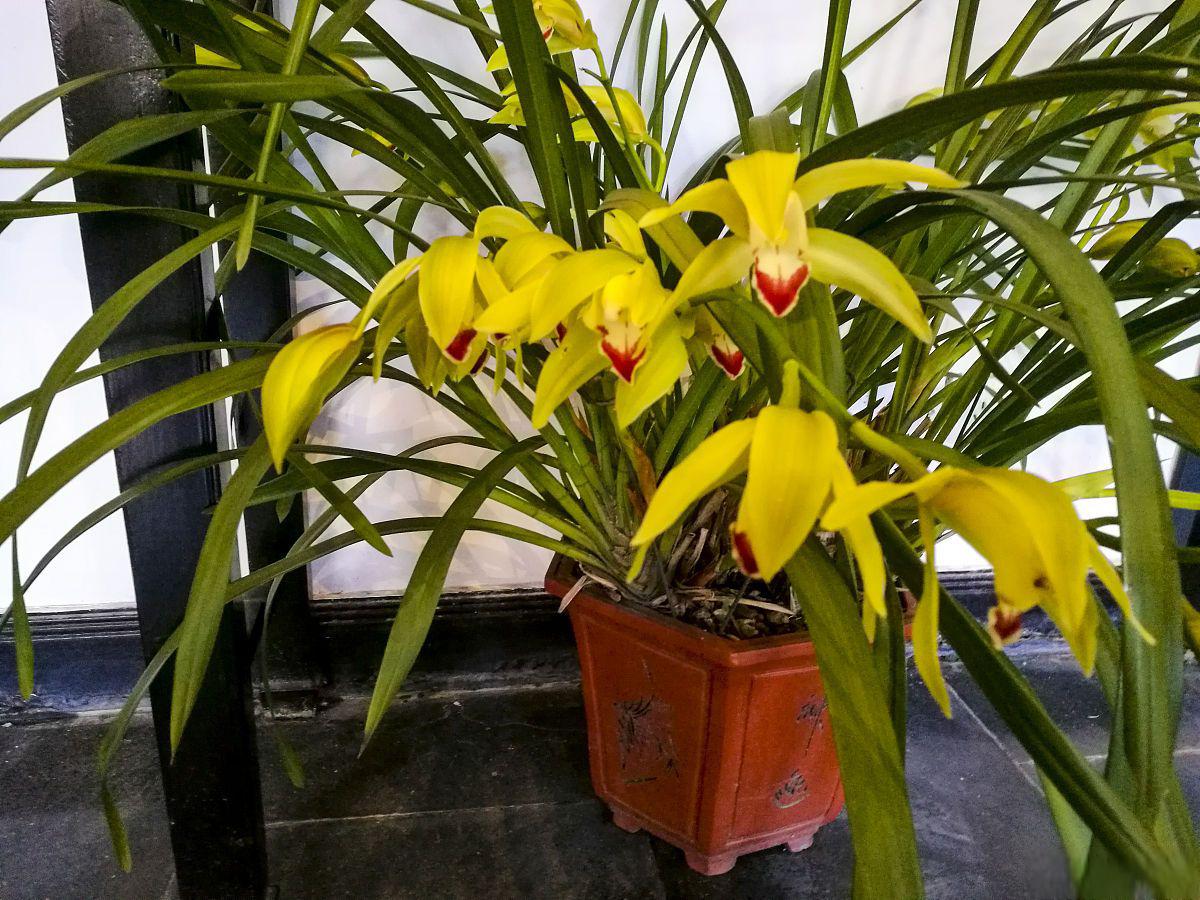 海南香兰盆景养护指南 海南香兰盆景是一种美丽的盆景植物,以其独特的