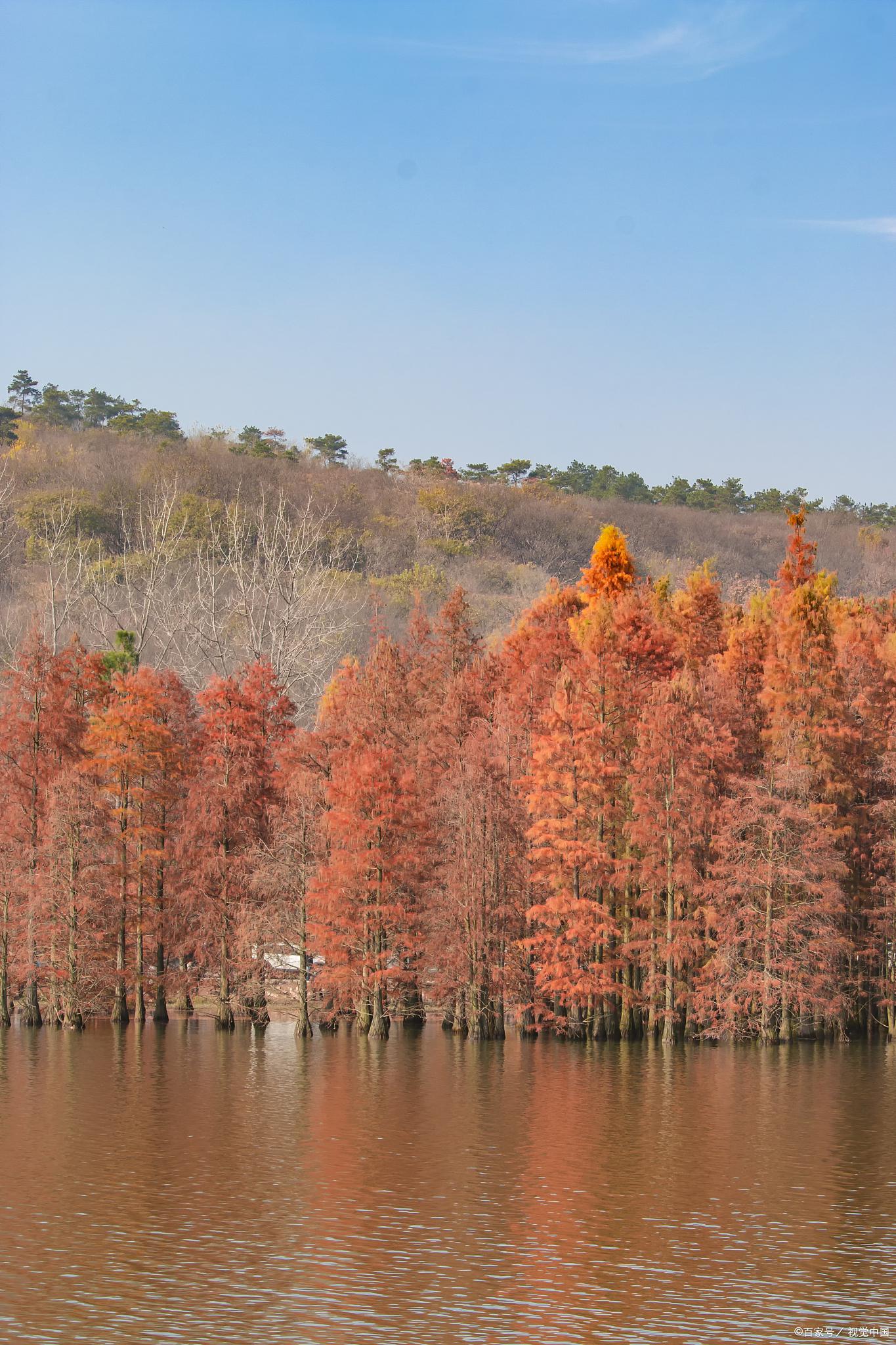 四明湖水杉:秋天的红杉之美 四明湖位于浙江宁波,这里有宽阔的水面和