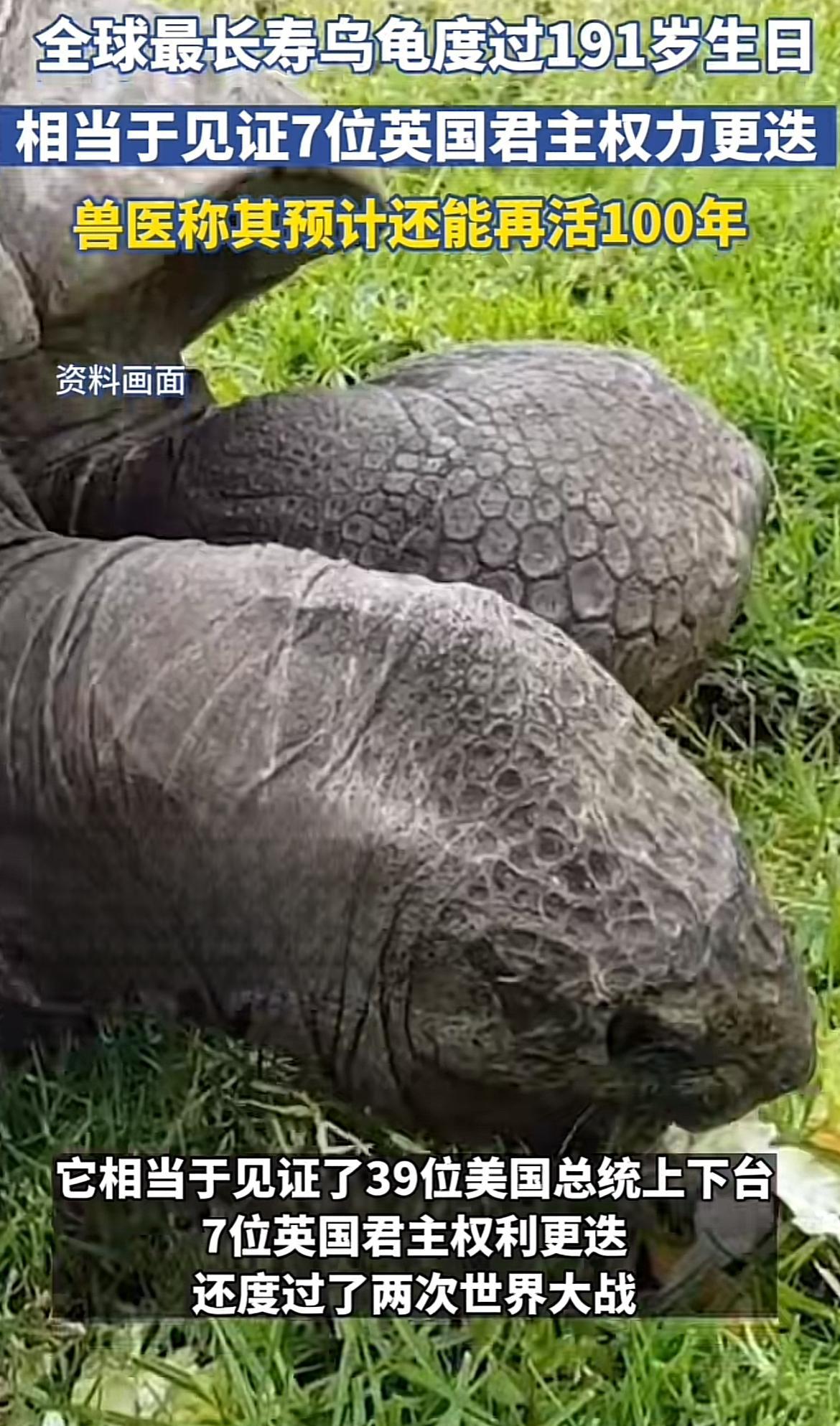 最长寿乌龟图片