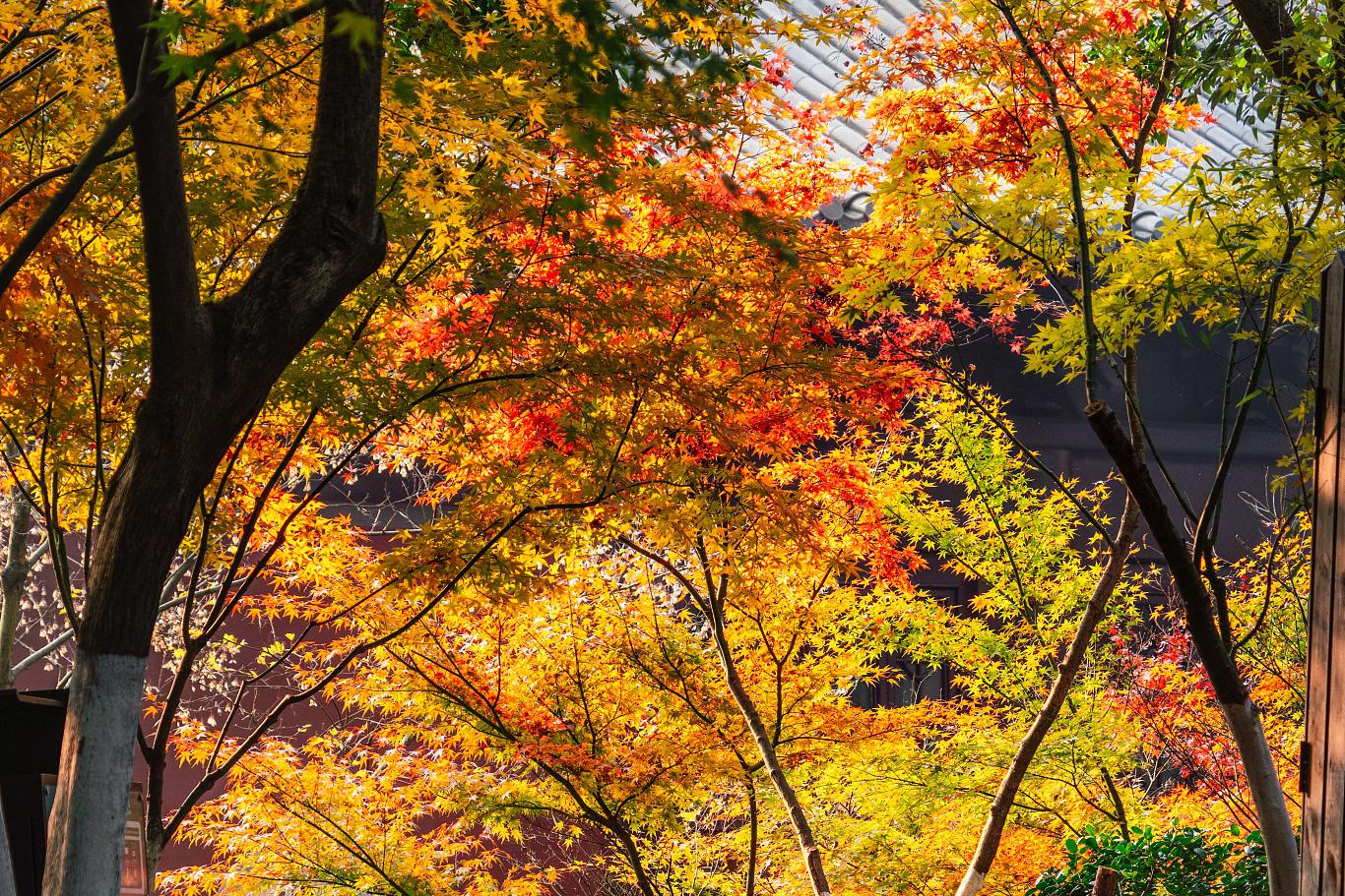 南京秋天有哪些美到醉的小众风景 南京,一座历史悠久的城市,每个季节