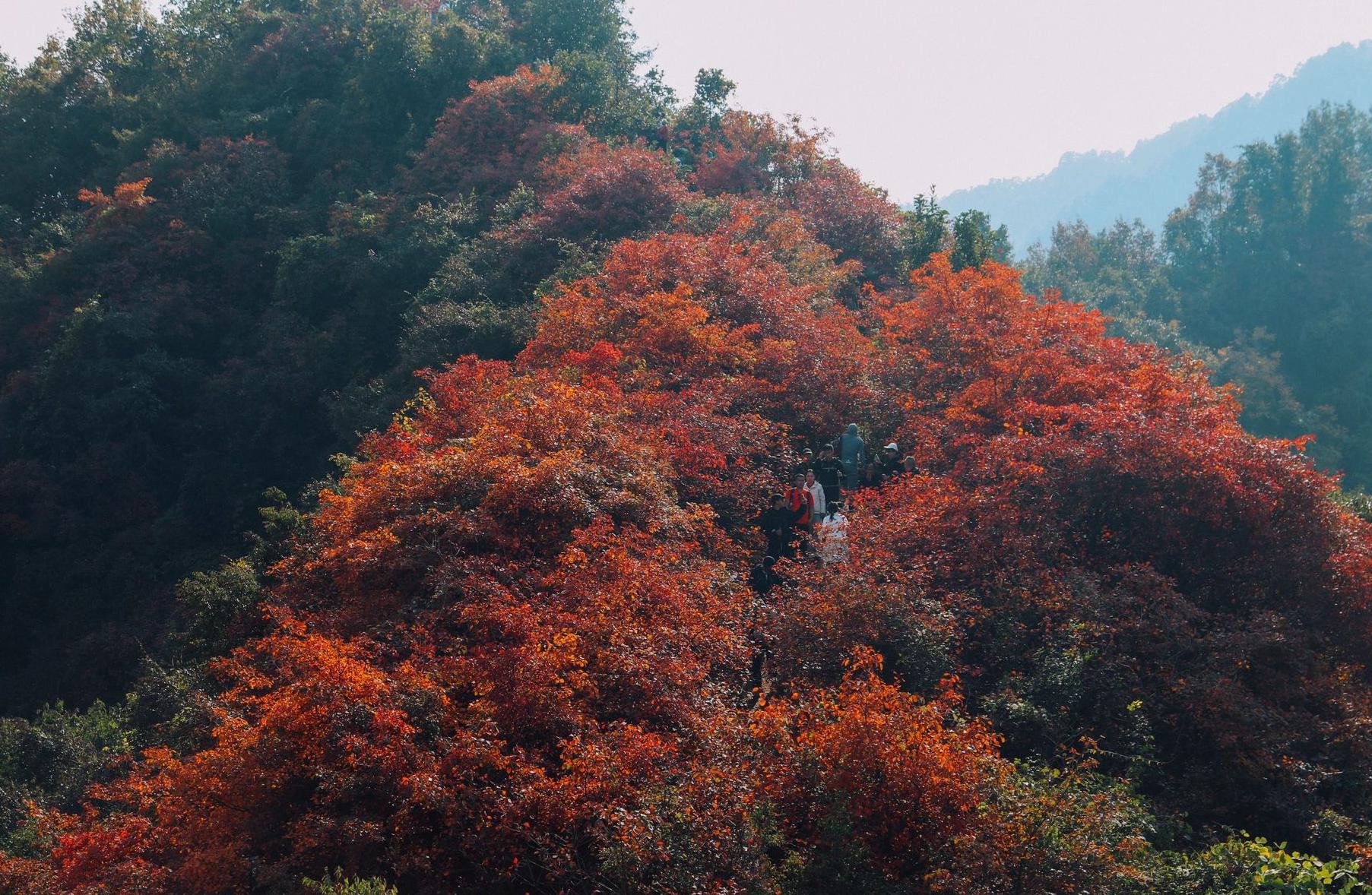 团标峪:秋日赏红叶之地 秋天,是一个美丽的季节,尤其是在西安市周边.