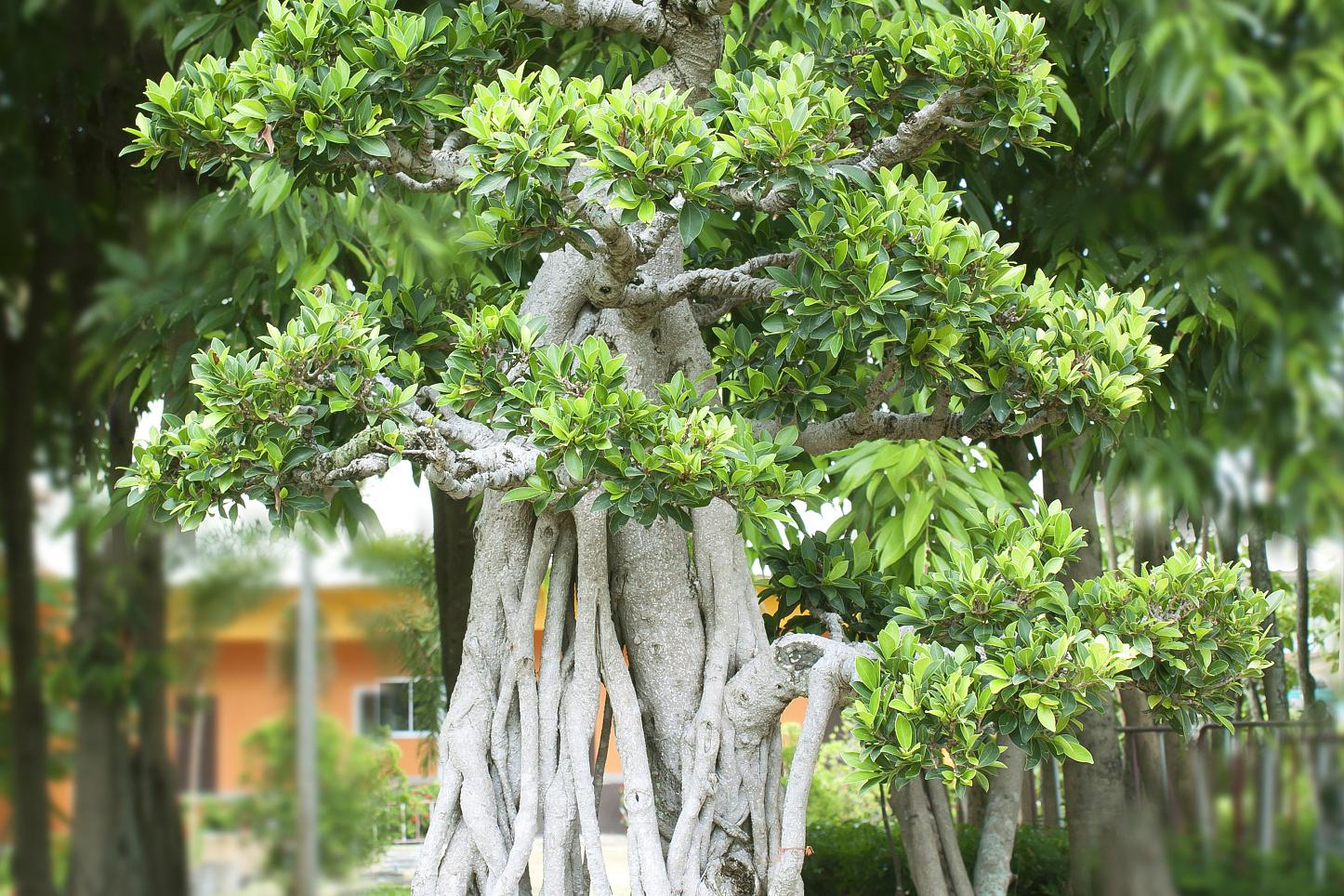 白蜡植物图片