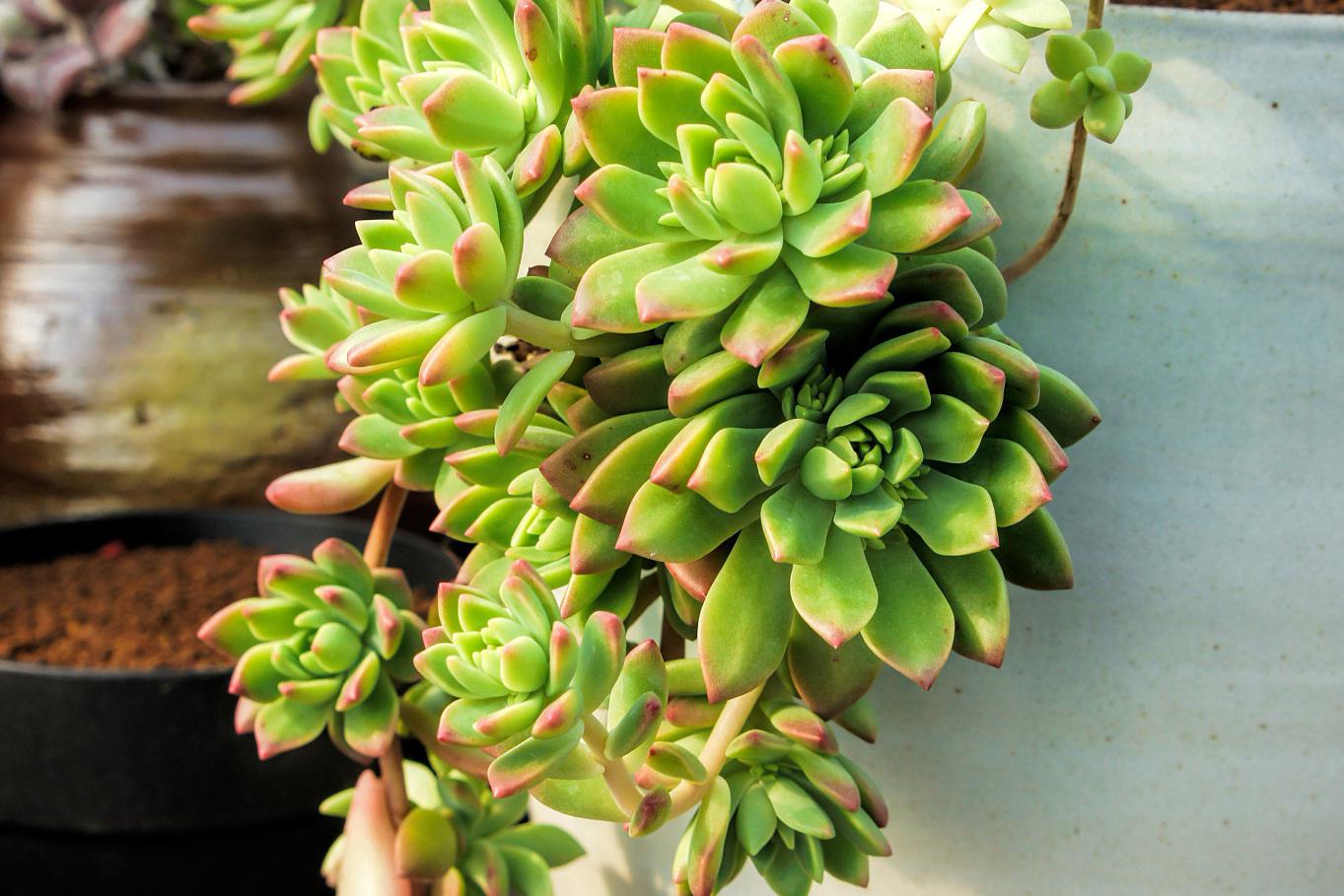 多肉劳尔夏季养护指南 多肉劳尔是一款深受人们喜爱的多肉植物,其独特