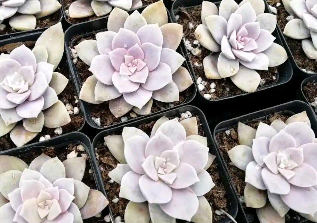 多肉华丽风车养护方法 华丽风车多肉植物以其独特的艳叶色和紧实株型