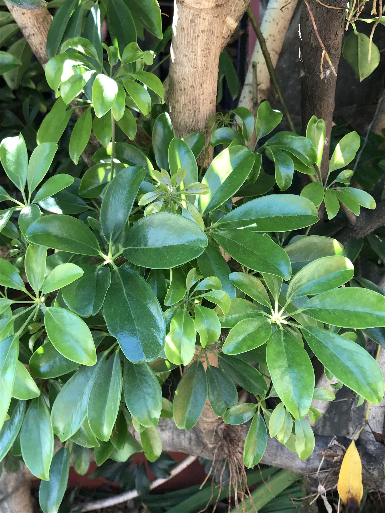 植物鸭脚板图片图片